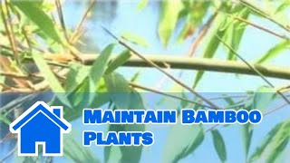 Bamboo Growing 101  How to Maintain Bamboo Plants [upl. by Lomax740]