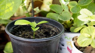 GERMINAR semillas de mandarinas HOW TO MAKE Germinate seeds of tangerines [upl. by Terence741]