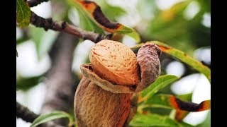 How Nuts Grow From Farm to Table [upl. by Neelhtac]