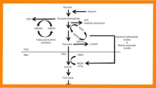 Glycolysis [upl. by Hurd]