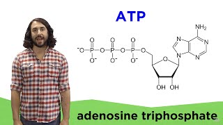 Metabolism and ATP [upl. by Elmer]