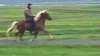 Super Tölt on an Icelandic Horse [upl. by Ram]