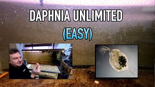 How I Raise Daphnia Water Fleas And You Can Too [upl. by Arob]