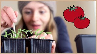 Tomaten aussäen und vorziehen Schritt für SchrittAnleitung 🍅 [upl. by Eiramave989]