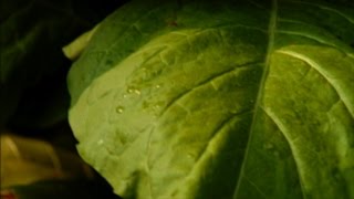 American Leaf  Tobaccos Last Harvest Documentary [upl. by Nahsaj]