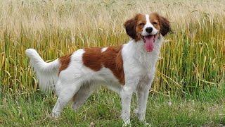 Flora the kooikerhondje [upl. by Arondel650]