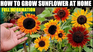 How To Grow Sunflower At Home  Seed to Flower [upl. by Idnic619]