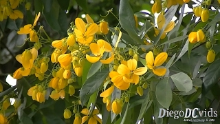 Cassia spectabilis  Senna spectabilis Caesalpinioideae [upl. by Earb240]