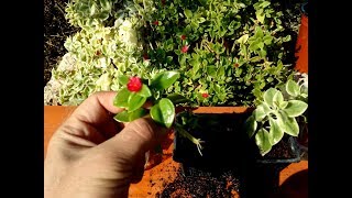 How to grow Baby Sunrose  Aptenia cordifolia from cutting [upl. by Goldarina808]