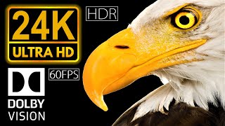 24K HDR 60fps Dolby Vision  Real Black [upl. by Azilanna]