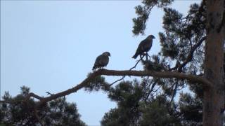 Black Kite Calling [upl. by Topper]