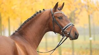 Amazing Horse  Hanoverian Horse [upl. by Glantz607]