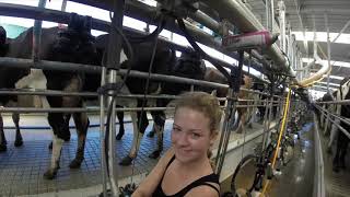 Dairy Farming in New Zealand [upl. by Aleac]