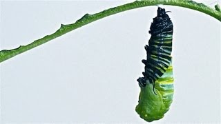 Caterpillar to Chrysalis Metamorphosis Timelapse [upl. by Elay]