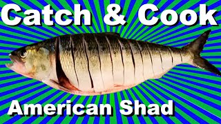 How to Catch and Cook American Shad Columbia River Shad Fishing at Bonneville Dam [upl. by Alemap691]