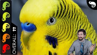 Budgie Parakeet The Best Pet Reptile [upl. by Neerroc]