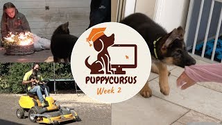 Online puppycursus week 2  Vuurwerktraining  puppy bijten [upl. by Mitchell543]