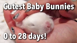 The Cutest Baby Bunnies  Newborn to 28 Days [upl. by Nifled605]