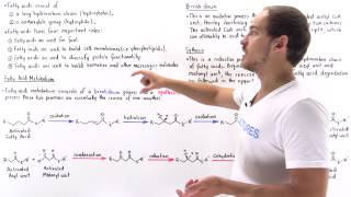 Introduction to Fatty Acid Metabolism [upl. by Alejandro]