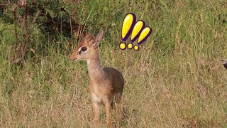 Dik Dik alarm calls after seeing a nearby leopard [upl. by Behka528]