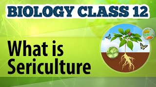 What Is Sericulture  Animal Husbandry  Biology Class 12 [upl. by Micky]