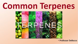 Common Terpenes [upl. by Wicks698]