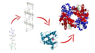 Estructura de las proteínas  Medicina en 5 MINUTOS [upl. by Nosnehpets17]