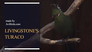 Livingstones Turaco Tauraco Livingstonii [upl. by Jarred788]