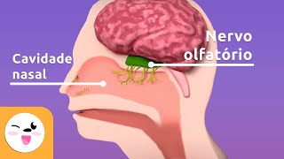 O olfato  As partes do corpo responsáveis pelo olfato  O sentido para crianças [upl. by Bobine]
