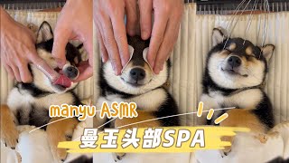 【ASMR】曼玉Manyu头部Spa  每周清洁 请戴耳机 柴犬 多巴胺 豆柴 抖音 柴犬可愛い [upl. by Ajidahk305]