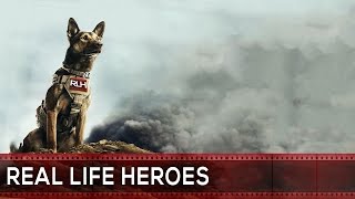 TOP 10 HEROIC DOGS Who SAVED PEOPLES LIVES [upl. by Assirram]