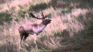 fallow deer stag buck grunting [upl. by Eelac879]