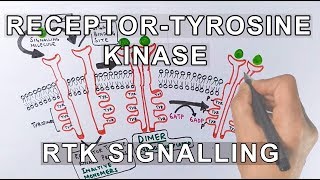 Receptor Tyrosine Kinase  RTK Signalling [upl. by Rainwater432]