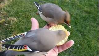 Waxwing Waxwings in my Hand [upl. by Nellda]