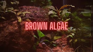 AQUARIUM ALGAE GUIDE Ep 2 Brown Algae  Diatoms [upl. by Silda]