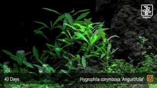 Hygrophila costata Angustifolia [upl. by Mccready366]