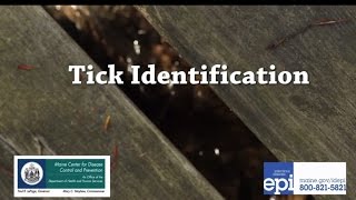 Tick Identification [upl. by Notsirk]