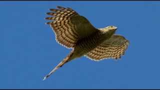 Sparrowhawk Bird Call Bird Song [upl. by Chelsie]