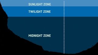 What Are The Sea Zones Explaining Deep Sea Exploration  Behind the News [upl. by Dougall]