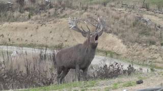 Red Stag roaring [upl. by Wiltz]