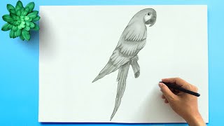 How to Draw a Parrot  Easy Parrot Drawing  Simple Parrot Sketch [upl. by Etnauq]