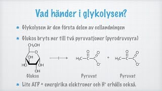 Glykolys [upl. by Castor896]