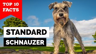 Standard Schnauzer  Top 10 Facts [upl. by Naihtsirc]