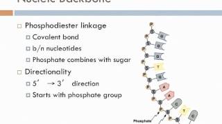 Biology 1 Lecture 4 Nucleic Acids [upl. by Lambart]