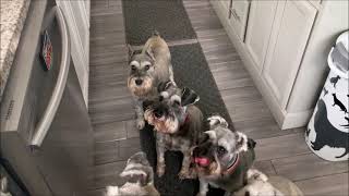 My Stubborn Schnauzer  Life With 7 Schnauzers [upl. by Rowley]