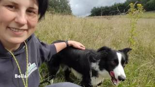 All you need to know about Border Collies [upl. by Pearline]