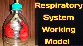 Working Model of Respiratory SystemLungs Model with BalloonKansal CreationSchool Science Project [upl. by Nakada]