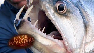 The Vampire Fish  SPECIAL EPISODE  River Monsters [upl. by Rockie]