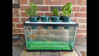 My DIY Aquaponics Aquarium Project [upl. by Tully528]