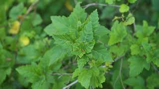 Physocarpus opulifolius  Common Ninebark [upl. by Myrlene]